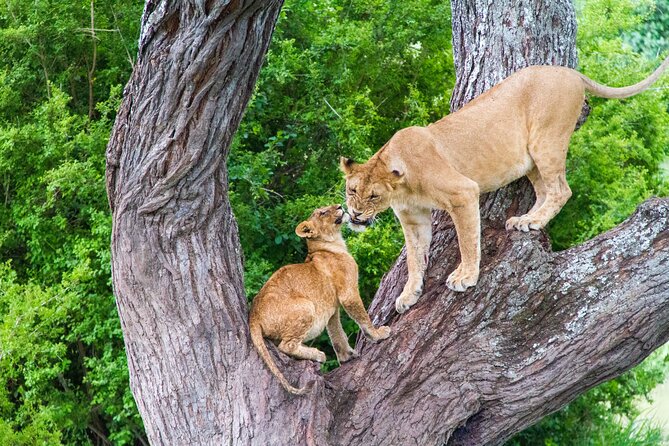 8 Day Safari The Best of Tanzania & Lake Eyasi - Booking Information