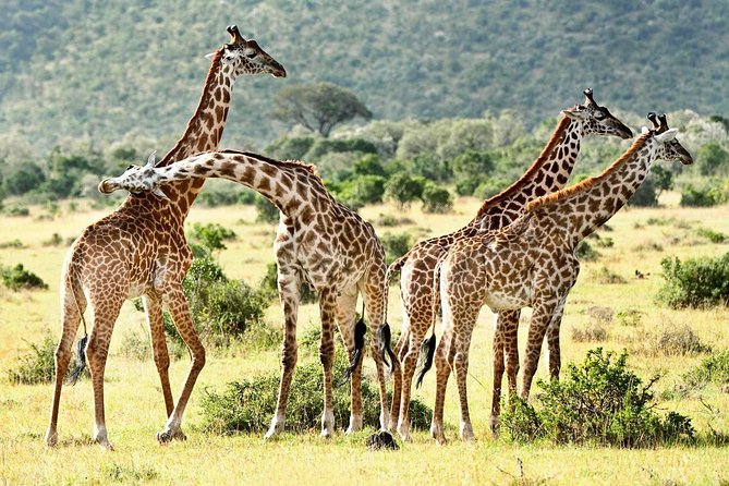 8-Day Safari Tour of Kenya and Tanzania From Nairobi - Cancellation Policy