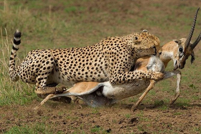 8-Day Safari Tour of Kenya and Tanzania From Nairobi - Highlights