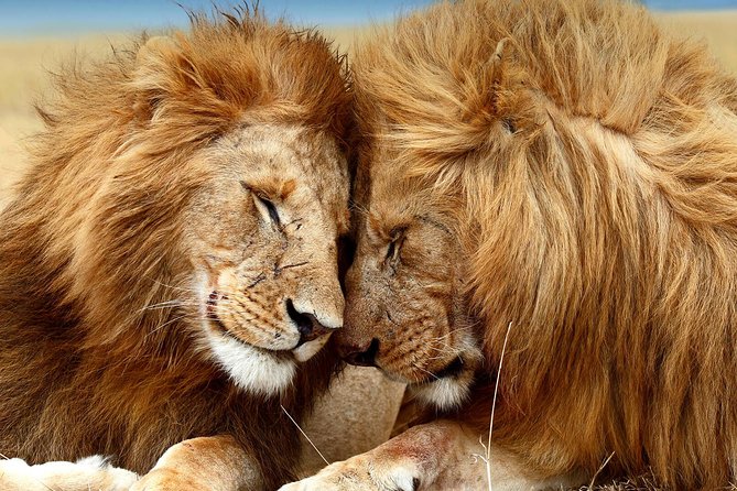 8-Day Samburu, Mount Kenya, Lake Nakuru and Masai Mara - Directions and Logistics