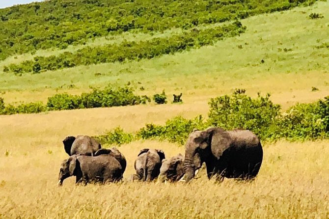 8-Day Small-Group Masai Mara, Manyara , Serengeti and Ngorongoro From Nairobi - Cancellation Policy