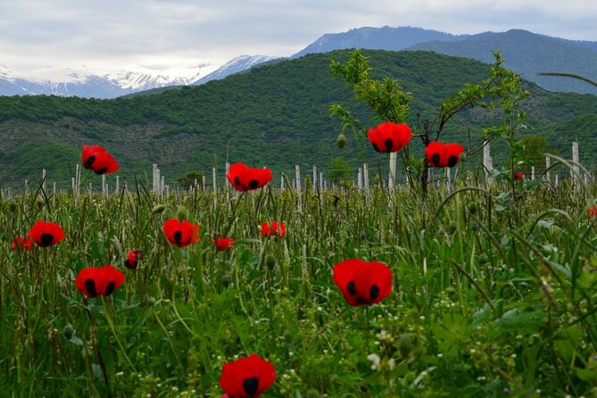 8-Day Small-Group Sightseeing Tour of Georgia - Transportation Logistics