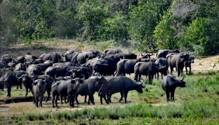 8-Day Source of Nile River, Primates &Game Drive Safari - Activities and Highlights Overview