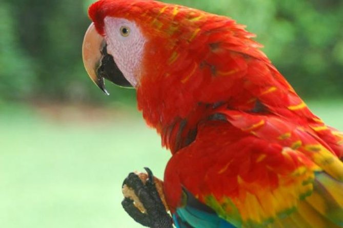 8-Day Tour From Lima: Machu Picchu and the Amazon Jungle - Tour Details and Pricing