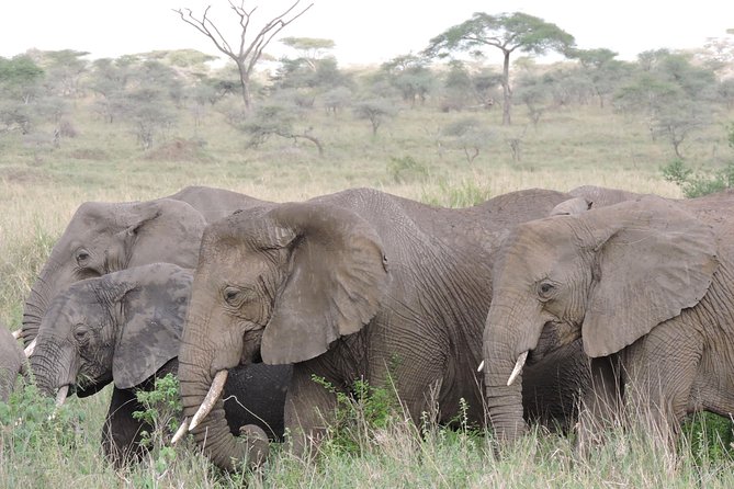 8 Days 7 Night Best Kenya and Tanzania Private Lodging Safari - Accommodation and Amenities