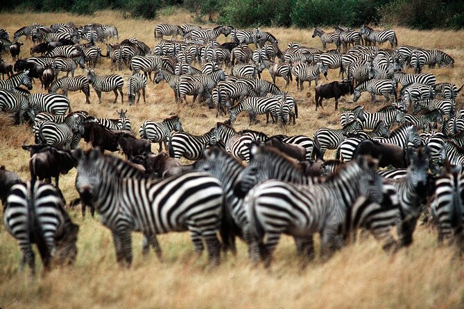 8 Days / 7 Nights 2021 / 2022 Wildebeest Migration Safari - Maasai Mara Reserve - Booking Information