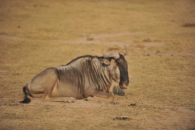 8 Days / 7 Nights 2021 / 2022 Wildebeest Migration Safari - Maasai Mara Reserve - Frequently Asked Questions