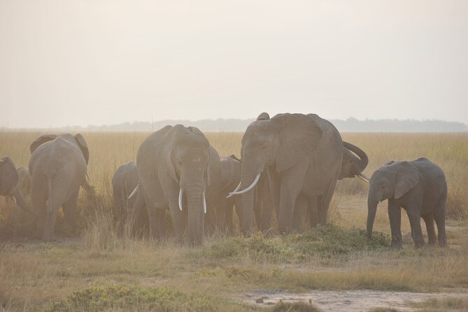 8 Days / 7 Nights 2021 / 2022 Wildebeest Migration Safari - Maasai Mara Reserve - The Sum Up