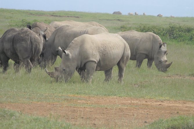 8 Days Amboseli Great Rift Valley Lakes & Masai Mara - Safari Itinerary
