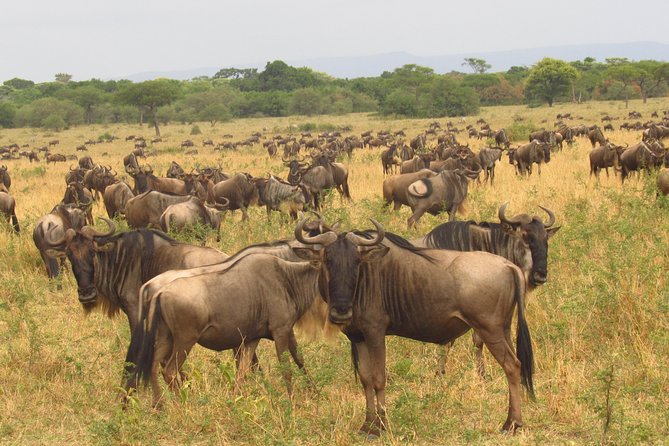 8 Days Amboseli Great Rift Valley Lakes & Masai Mara - Wildlife Encounters