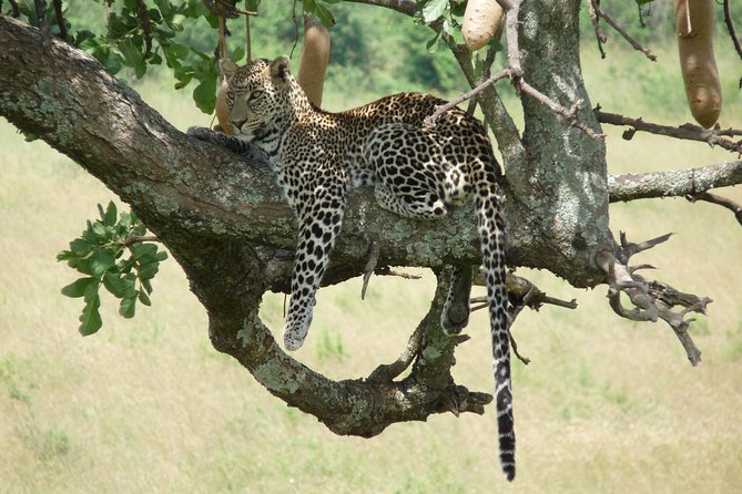 8 Days Amboseli Great Rift Valley Lakes & Masai Mara - Packing Essentials