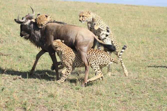 8 Days Amboseli Great Rift Valley Lakes & Masai Mara - Booking Terms & Conditions