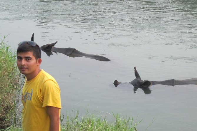 8 Days Best Kathmandu, Pokhara, Chitwan Yoga Tour in Nepal - Day 4: Jungle Activities in Chitwan National Park