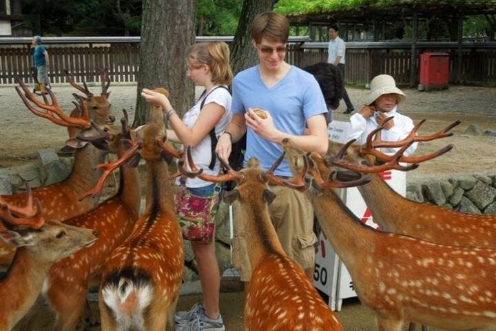 8 Days Best Of Japan Family Small Group by UME Travel - Tokyo to Osaka Tour - What the guide and group format mean in practice