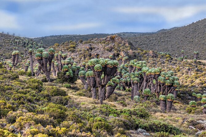 8 Days Climb Mt Kilimanjaro Through Lemosho Route - Day 7: Karanga Camp to Barafu Camp