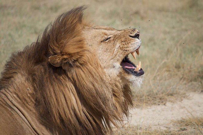 8 Days Combination Tour Zanzibar Beach & Safari Tarangire, Serengeti & Ngorongor - Meals Included