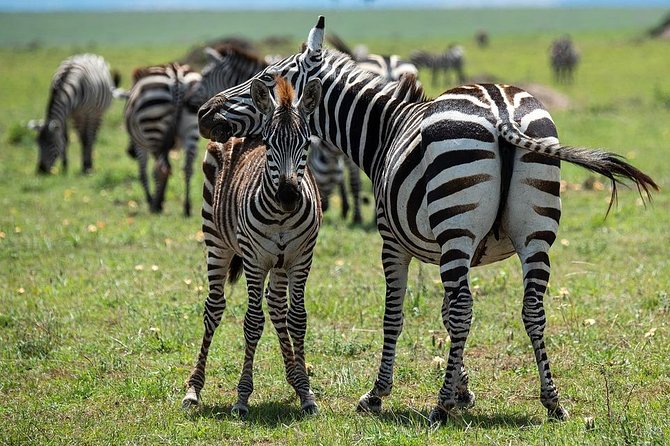 8 Days Combination Tour Zanzibar Beach & Safari Tarangire, Serengeti & Ngorongor - Additional Considerations