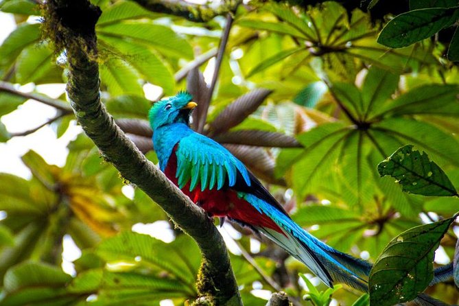 8-Days Costa Rica: Volcano, Tropical Jungles and Cloud Forests - Tour Highlights