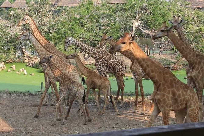 8 Days Discover Kenya Safari With 4x4 Land Cruiser Jeep - Unique Experiences and Highlights