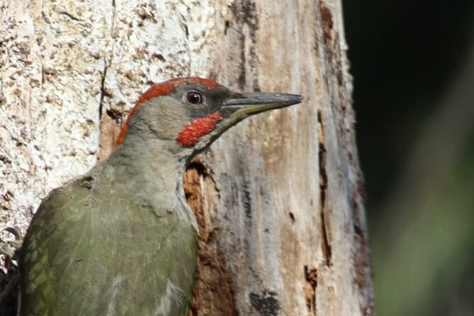8-Days Discovering Birds of Portugal and Spain From Lisbon - Tour Overview and Inclusions