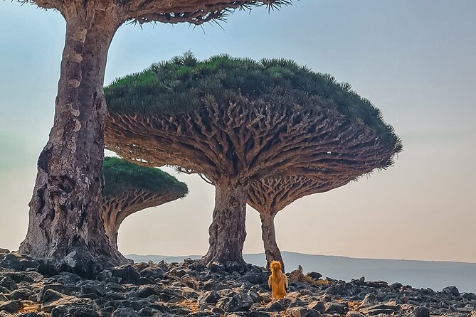 8 Days - Enchanting Socotra Escape - General Information