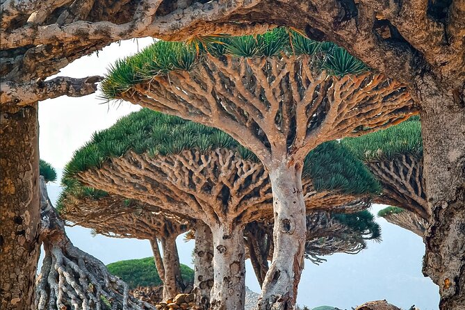 8 Days - Enchanting Socotra Escape - Background Information