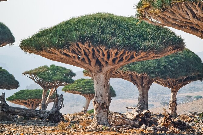 8 Days - Enchanting Socotra Escape - Highlights of the Escape