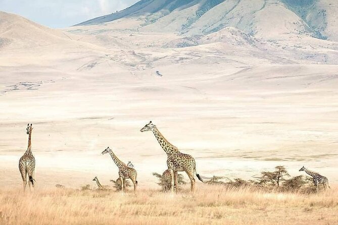 8 Days Fantastic Safari of Tanzania Midrange Tour - Safari Guide and Transportation