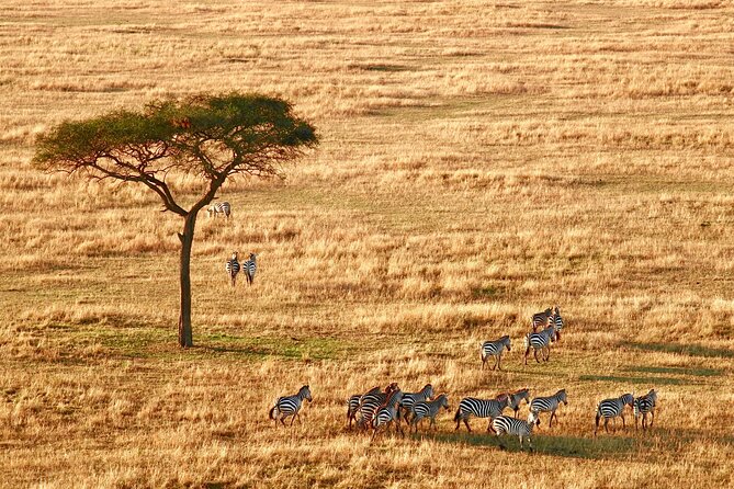 8 Days Fantastic Safari of Tanzania Midrange Tour - Additional Costs and Exclusions