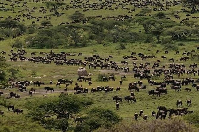8 Days Fantastic Safari of Tanzania Midrange Tour - Booking Information and Cancellation Policy