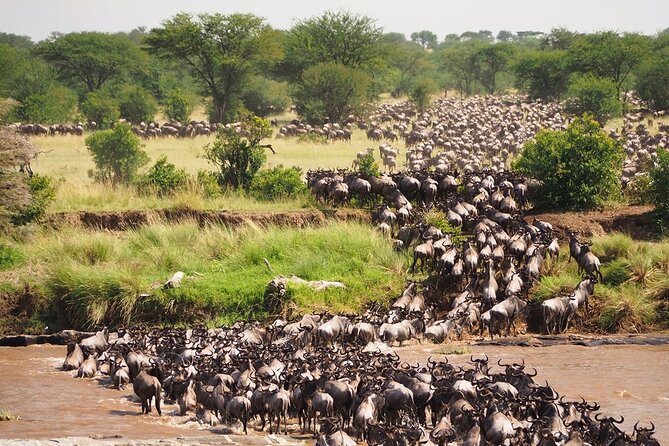 8 Days Follow the Wildebeest Migration River Crossing Safari - Travel Tips and Recommendations