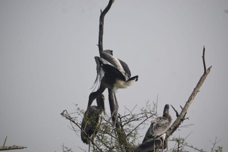 8 Days Golden Triangle India With Wild Life Tour From Delhi - Inclusions and Transportation