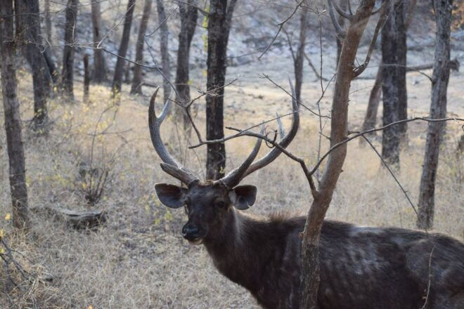 8 Days Golden Triangle India With Wild Life Tour From Delhi - Directions and Travel Tips