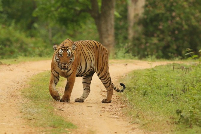 8 Days Golden Triangle Tour With Ranthambore Tiger Safari - Transportation Logistics