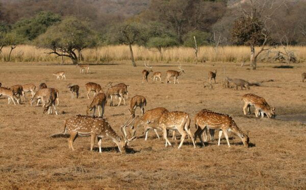 8 - Days Golden Triangle Tour With Ranthambore Tiger Safari - Frequently Asked Questions