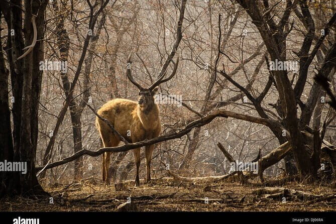 8 Days Golden Triangle with Ranthambhore Tour - What to Expect from This Tour