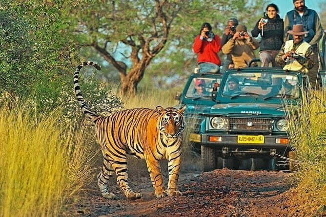 8 Days Golden Triangle with Ranthambhore Tour - Good To Know