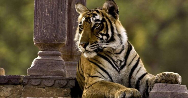 8 Days GOLDEN TRIANGLE WITH RANTHAMBORE WILDLIFE SAFARI - Tour Details