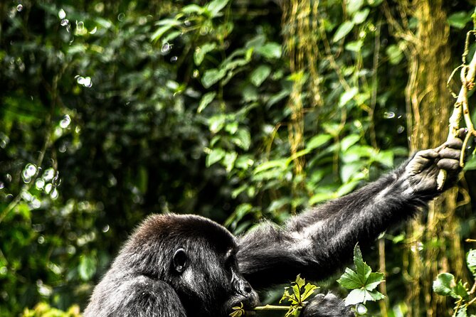 8 Days Gorillas, Primates & Wildlife Safari Uganda Safari - Accommodation Details