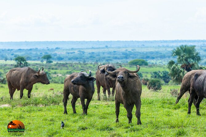 8 Days Gorillas, Primates & Wildlife Safari Uganda Safari - Wildlife Encounters