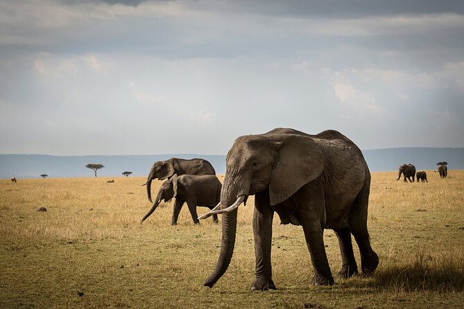 8 Days Great Migration Calving Season Safari - Activities and Highlights