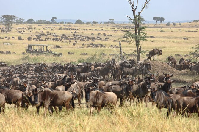 8 Days Great Migration Calving Season Safari - Transportation and Logistics
