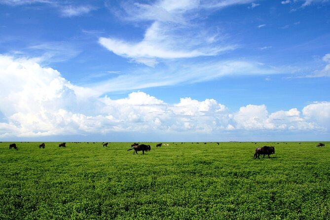 8 Days Great Migration Calving Season Safari - Pricing and Payment Details