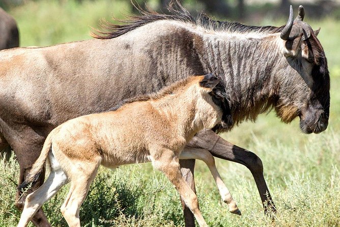 8 Days Great Migration - Grumeti River - Reviews
