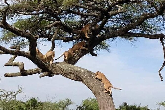 8 Days Green Season Offer - Luxury Serena Safari - Pickup Details