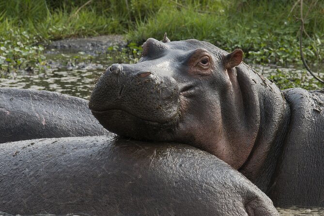 8 Days Green Season Offer - Luxury Serena Safari - Confirmation and Accessibility