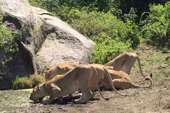 8 Days Green Season Offer - Luxury Serena Safari - Meeting Point and End Activity