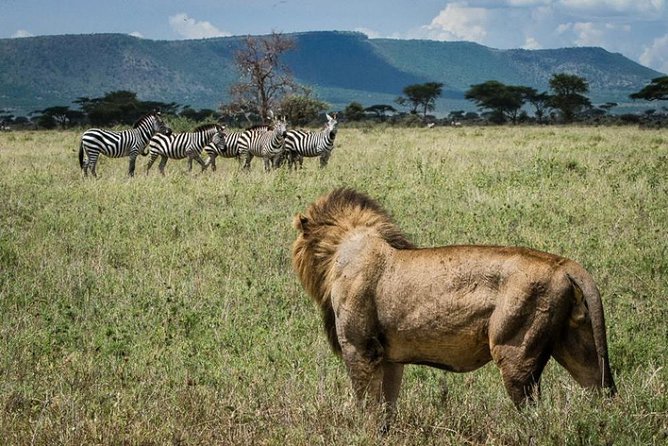 8 Days Kenya Lodge Safari Package. - Included Meals and Beverages