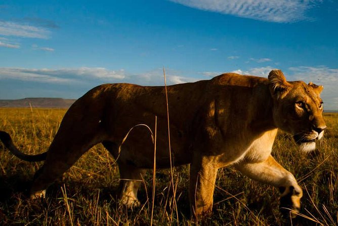 8 Days Kenya Lodge Safari Package. - Transportation and Pickup Details