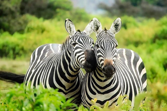 8 Days Kenya Lodge Safari Package. - Accessibility and Additional Info